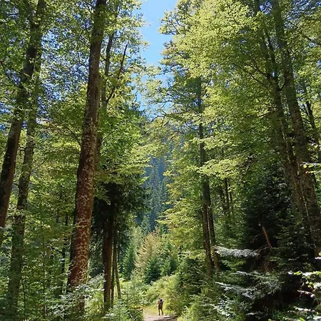 Dom wakacyjny Planinska Kuca Arbinje Dojkinci